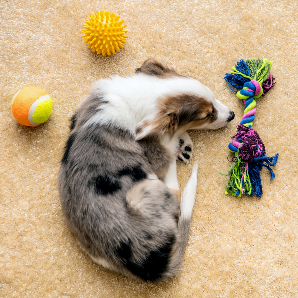 Lockdown DIY Enrichment Dog Toys & Treats